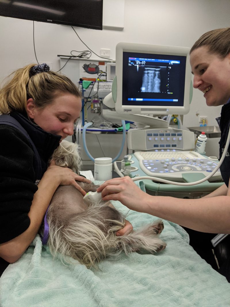 Sloane: Ultrasound in the clinic